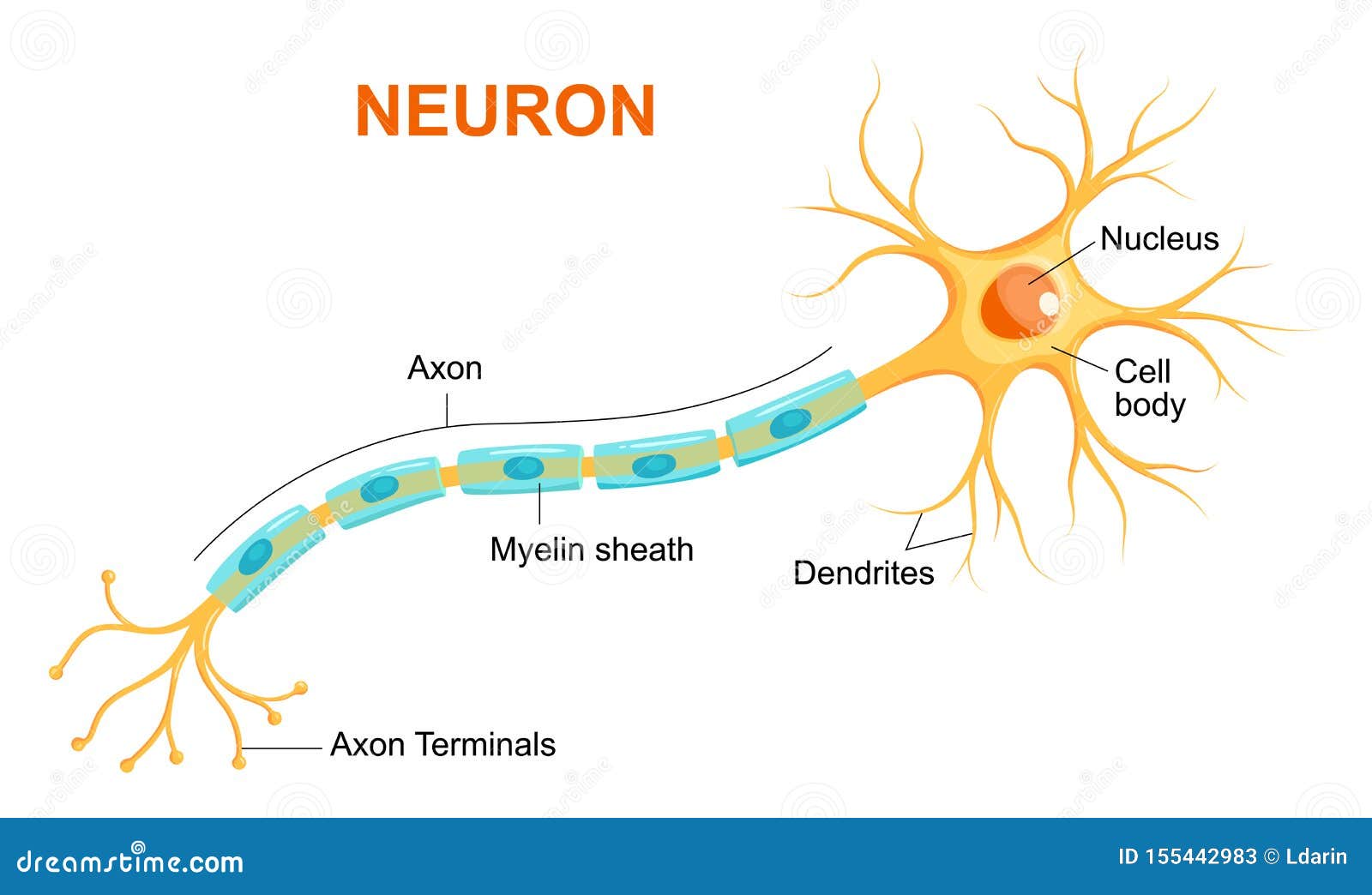  of neuron anatomy.  infographic neuron, nerve cell axon and myelin sheath